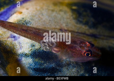 Common ghostgoby with a big parasite on a tunicate under water. Stock Photo