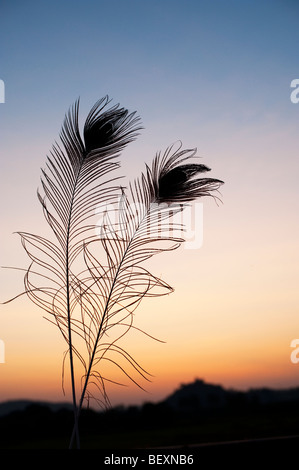 Silhouette peacock feathers against a dawn sunrise in India Stock Photo