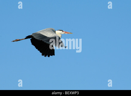 Grey Heron (Ardea cinerea) Flying Overhead Camargue Provence France Stock Photo