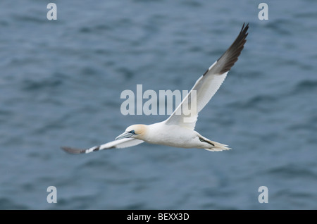 Northern Gannet (Sula bassana) in flight, Saltee Islands, County Wexford, Ireland Stock Photo