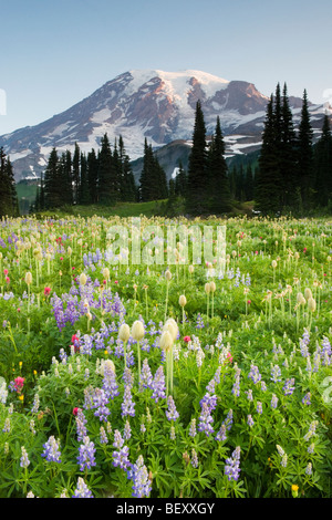 Summer Wildflowers, Paradise Area, Mount Rainier National Park, Washington JULY Stock Photo