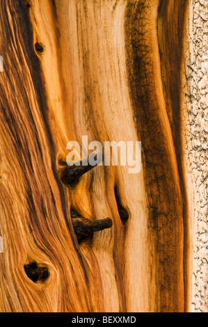 Bristlecone Pine (Pinus longaeva) Oldest Living Things, Patriarch Grove, White Mountains, California : Detail of ancient wood Stock Photo