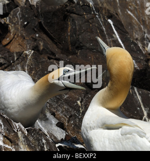 gannet Sula bassana colony nest nido colonia pelicaniformi bird cliff uccelli scogliera Bass Rock Edimburgh Scotland Edimburgo U Stock Photo