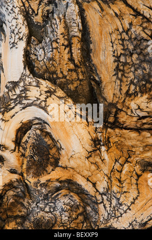 Bristlecone Pine (Pinus longaeva) Oldest Living Things, Detail of twisted wood, White Mountains, California Stock Photo