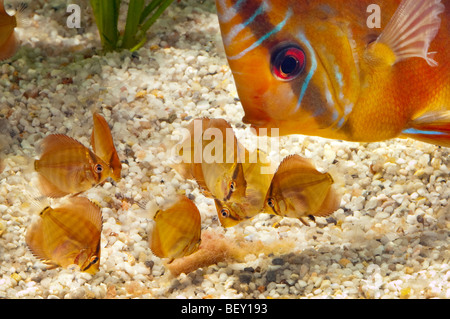 pompadour diskus fish diskusfish red brown SANTAREM DISCUS fish Cichlid with spawn nest eggs mothering hatch hatching breed bree Stock Photo
