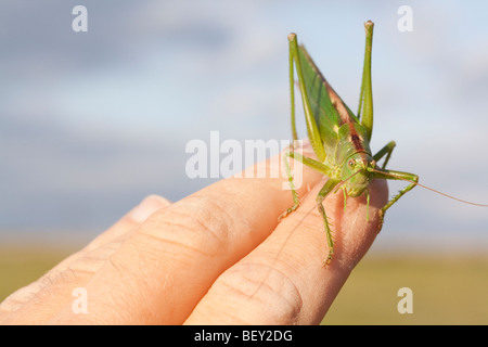 A Great Green Bush-cricket (Tettigonia viridissima) held in the hand Stock Photo