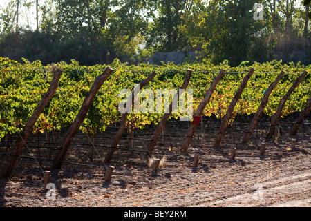 Vineyards in Uco Valley, Tupungato, Mendoza province, Central Andes, Argentina Stock Photo