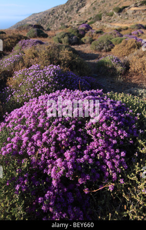 greece cyclades sikinos wild thyme in flower Stock Photo