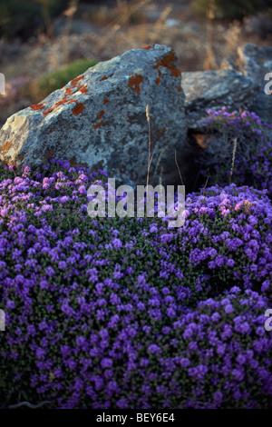 greece cyclades sikinos wild thyme in flower Stock Photo