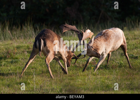 Rutting fallow deer locking antlers