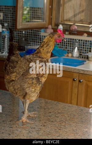 Hen on the kitchen work surface eying up the sink Stock Photo