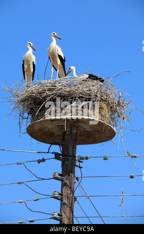 northern greece halkidiki storks nesting on top of an electricity pylon Stock Photo