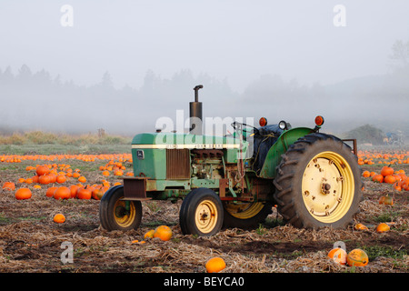 Tractor in pumpkin field in early autumn-Victoria, British Columbia, Canada. Stock Photo