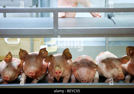 Rungis Market on the outskirts of Paris is the largest wholesale meat, fish and vegetable market in the world. Stock Photo