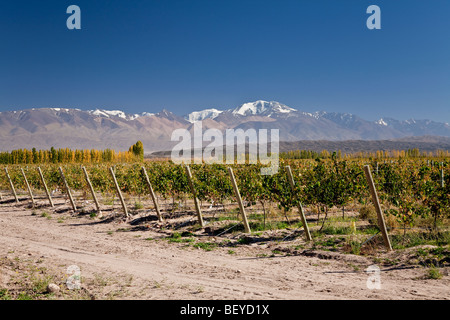Vineyards in Uco Valley, Andes Mountain Range in background, Tupungato, Mendoza province, Central Andes, Argentina Stock Photo