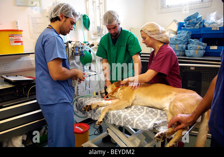 Dogs get treated at the University of Glasgow Small Animal Hospital in Bearsden, near Glasgow, Scotland Stock Photo
