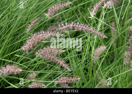 Chinese Fountain Grass, Pennisetum alopecuroides 'Karley-Rose', Poaceae aka Swamp-Foxtail, Chinese Millet Grass. China. Stock Photo