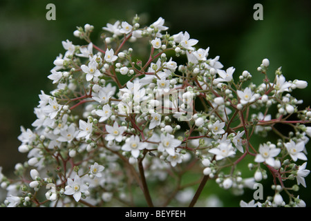 Deutzia, Deutzia setchuenensis var. corymbiflora, Hydrangeaceae, China Stock Photo