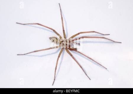 England , London , Common European Giant House Spider or Tegenaria Gigantea AKA Domestica