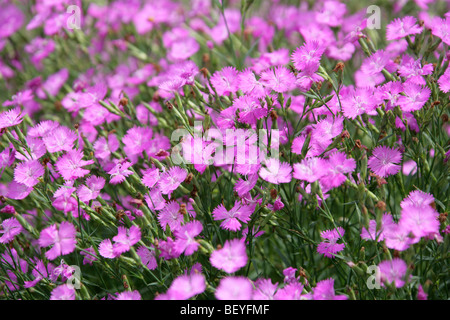 Ragged Pink or Sequier's Pink, Dianthus seguieri, Caryophyllaceae, South West Europe, Temperate Asia Stock Photo
