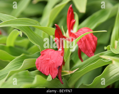 Roscoea purpurea 'Red Gurkha', Zingiberaceae, Central Nepal, Asia Stock Photo
