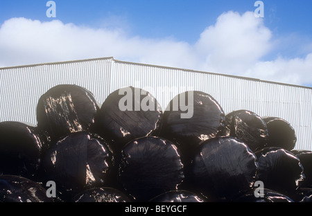 Ends of sixteen tightly wrapped and sealed bales of silage in black plastic stacked in front of farm barn under blue sky Stock Photo