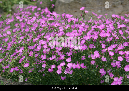 Ragged Pink or Sequier's Pink, Dianthus seguieri, Caryophyllaceae, South West Europe, Temperate Asia Stock Photo