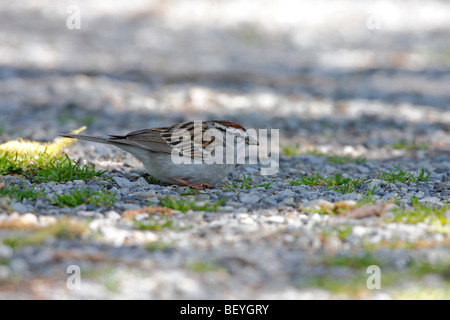 Chipping Sparrow (Spizella passerina passerina), Eastern subspecies, in breeding plumage feeding on ground. Stock Photo