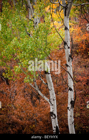 Autumn in Pipestone Canyon, just outside of Winthrop, Washington, finds the Aspen trees and others at their most intense color. Stock Photo