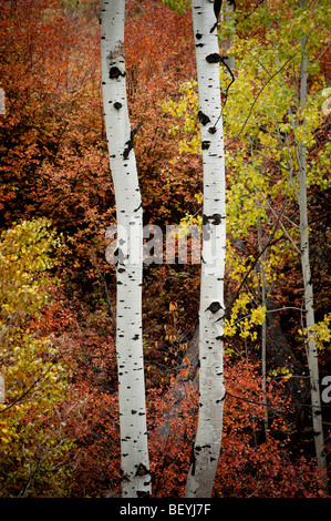 Autumn in Pipestone Canyon, just outside of Winthrop, Washington, finds the Aspen trees and others at their most intense color. Stock Photo