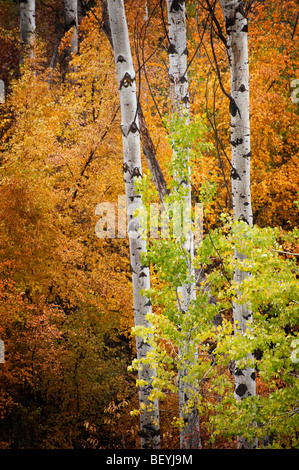 Autumn in Pipestone Canyon, just outside of Winthrop, Washington, finds the Aspen trees and others at their most intense color. Stock Photo