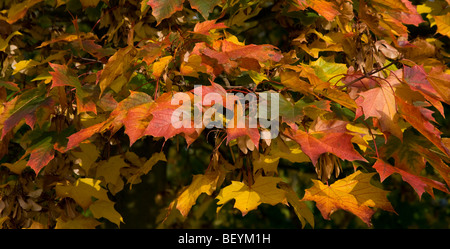 Sycamore leaves in the Autumn sunlight Stock Photo