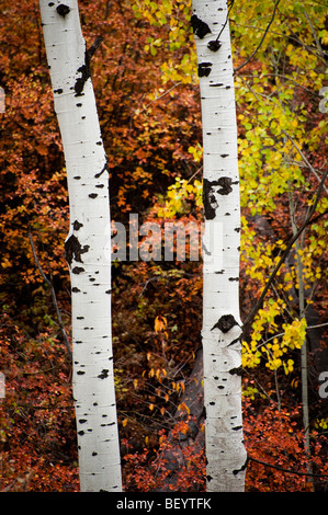 Autumn in Pipestone Canyon, just outside of Winthrop, Washington, finds the Aspen trees and others at their most intense color. Stock Photo