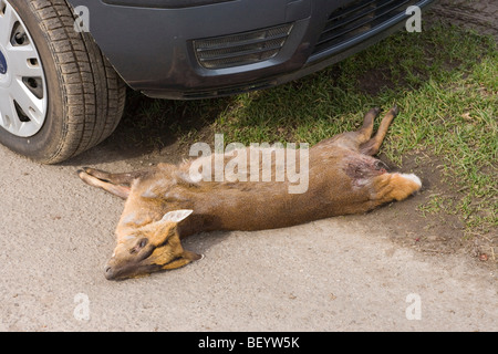 Muntjac Deer (Muntiacus reevesi). Road casualty. Norfolk. Stock Photo