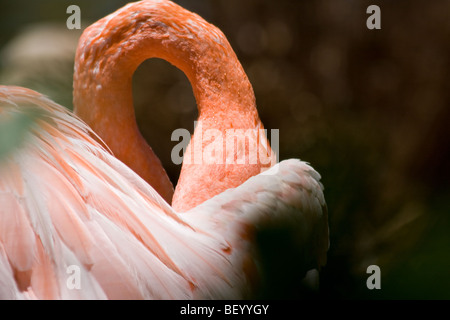 The 'neck' of a 'Caribbean Flamingo' as it 'preens' at the 'San Diego Zoo' in 'San Diego,' 'California.'