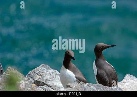 Guillemot (Uria aalge) . Scotland. UK. Stock Photo