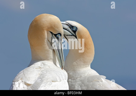 A gannet pair mutually preening Stock Photo