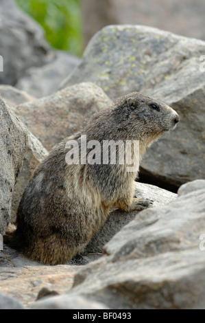 An Alert Alpine Marmot (Marmota marmota) Among Rocks & Entrance to Burrow in the Mercantour National Park French Alps France Stock Photo