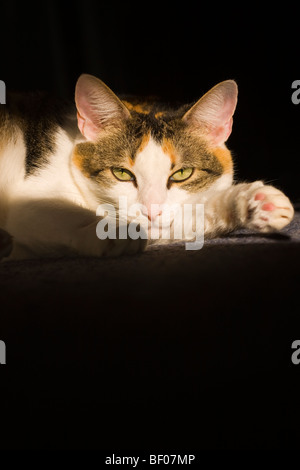 Calico Cat lying in the sun. Stock Photo