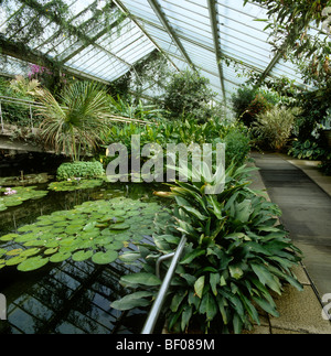 UK, England, London, Kew Gardens, inside the Princess of Wales' Conservatory Stock Photo