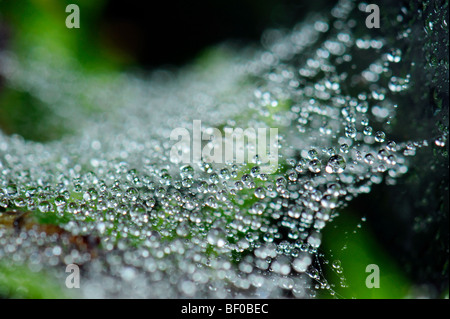 dew condense condensed water perl drop on spider web cob spiderweb cobweb closeup water fresh nature landscape green wet pure pu Stock Photo