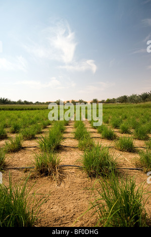 Farm in Liwa, Abu Dhabi, UAE Stock Photo
