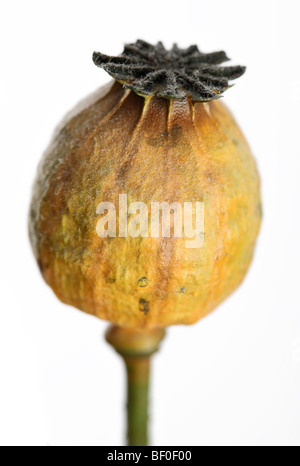 Poppy Seed Pods in late Autumn Stock Photo