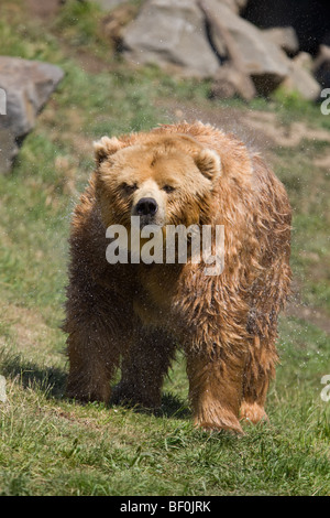 Kodiak Bear or Alaskan brown bear shaking after bath - Ursus arctos middendorffi Stock Photo