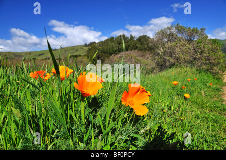 Poppy field in California in the spring time Stock Photo