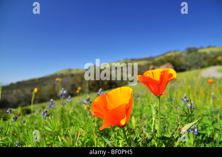 Poppy field in California in the spring time Stock Photo
