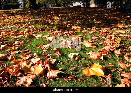 London Plane tree (platanus × hispanica) leaves fallen to the ground