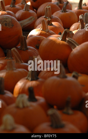 Pumpkin patch set up for display during the Halloween season. Stock Photo