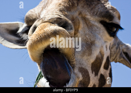 A close-up of a 'Giraffe' sticking his tongue out. Stock Photo