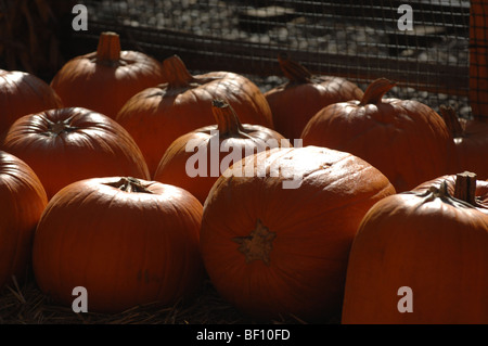 Pumpkin patch set up for display during the Halloween season. Stock Photo